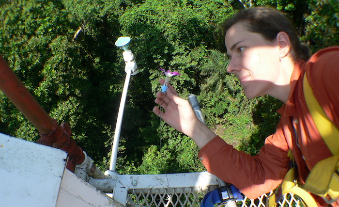 Stacey Combes setting scent bait for orchid bees and measuring air turbulence in Barro Colorado Island in Panama. As part of her post-doctoral work she did field work in Panama, which helped refocus her studies. “Even though I really like a lot of the math, the field work in Panama reminded me, this is what really inspires me, watching animals behave in nature.” (Photo courtesy of Stacey Combes)