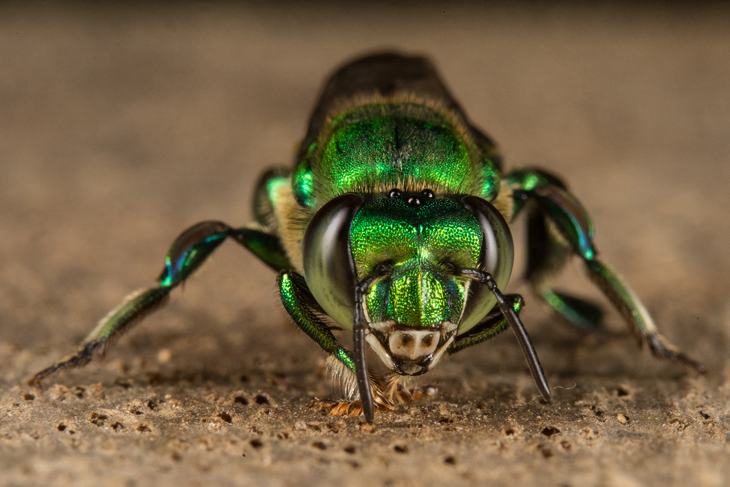 Orchid bee