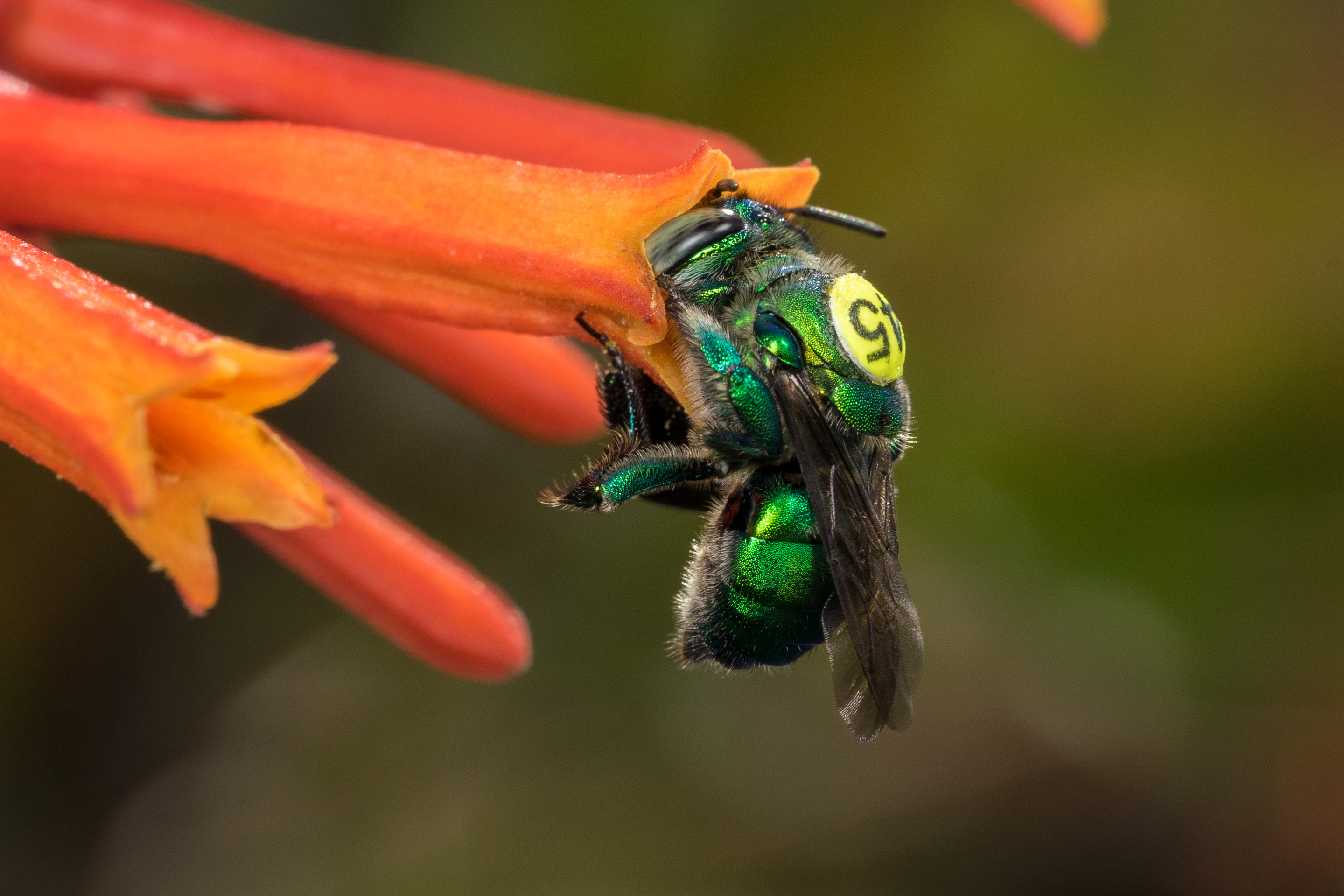 Orchid bee on a flower