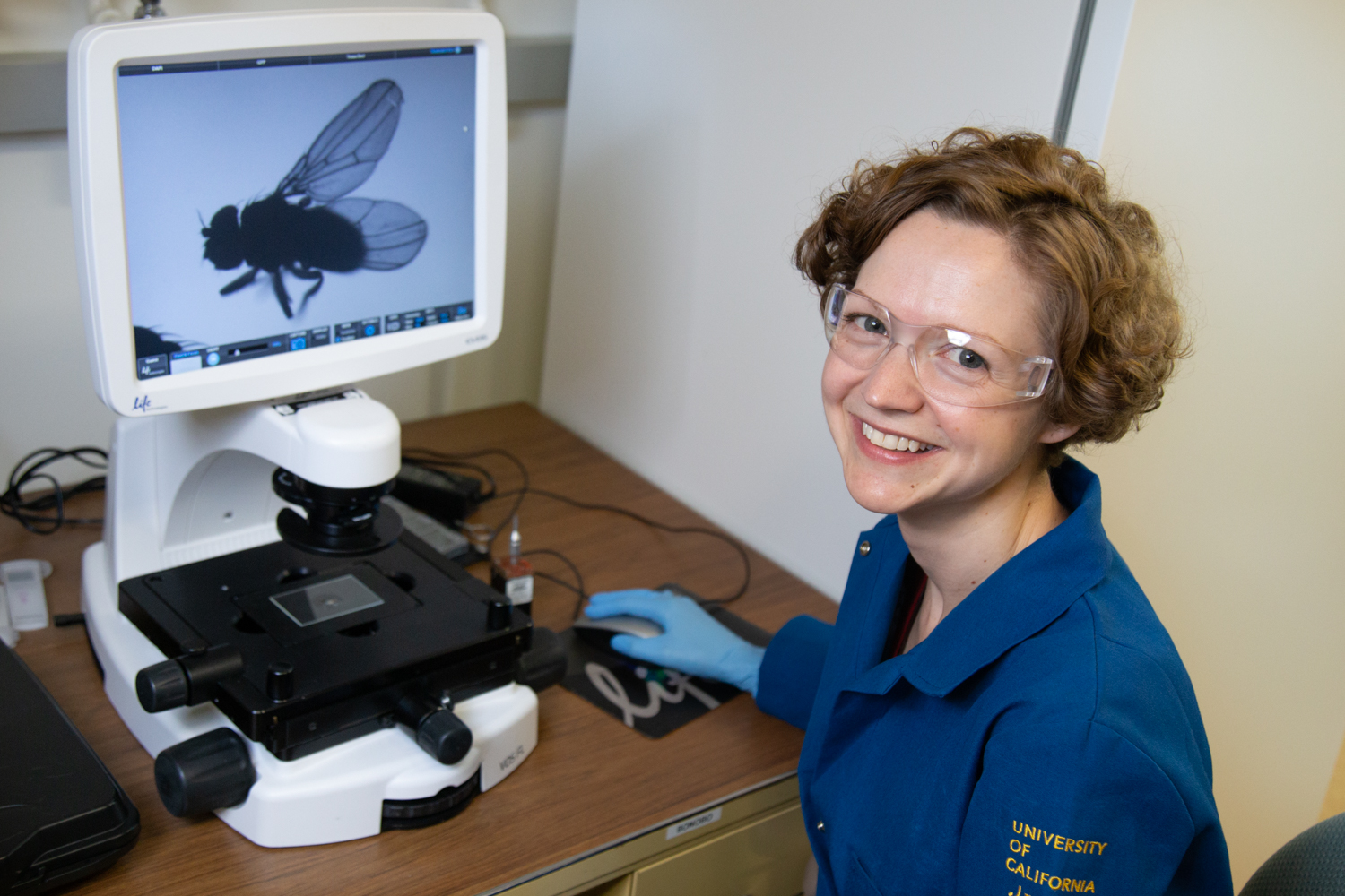 Kassandra Ori-McKenney images a fly in her lab. David Slipher/UC Davis