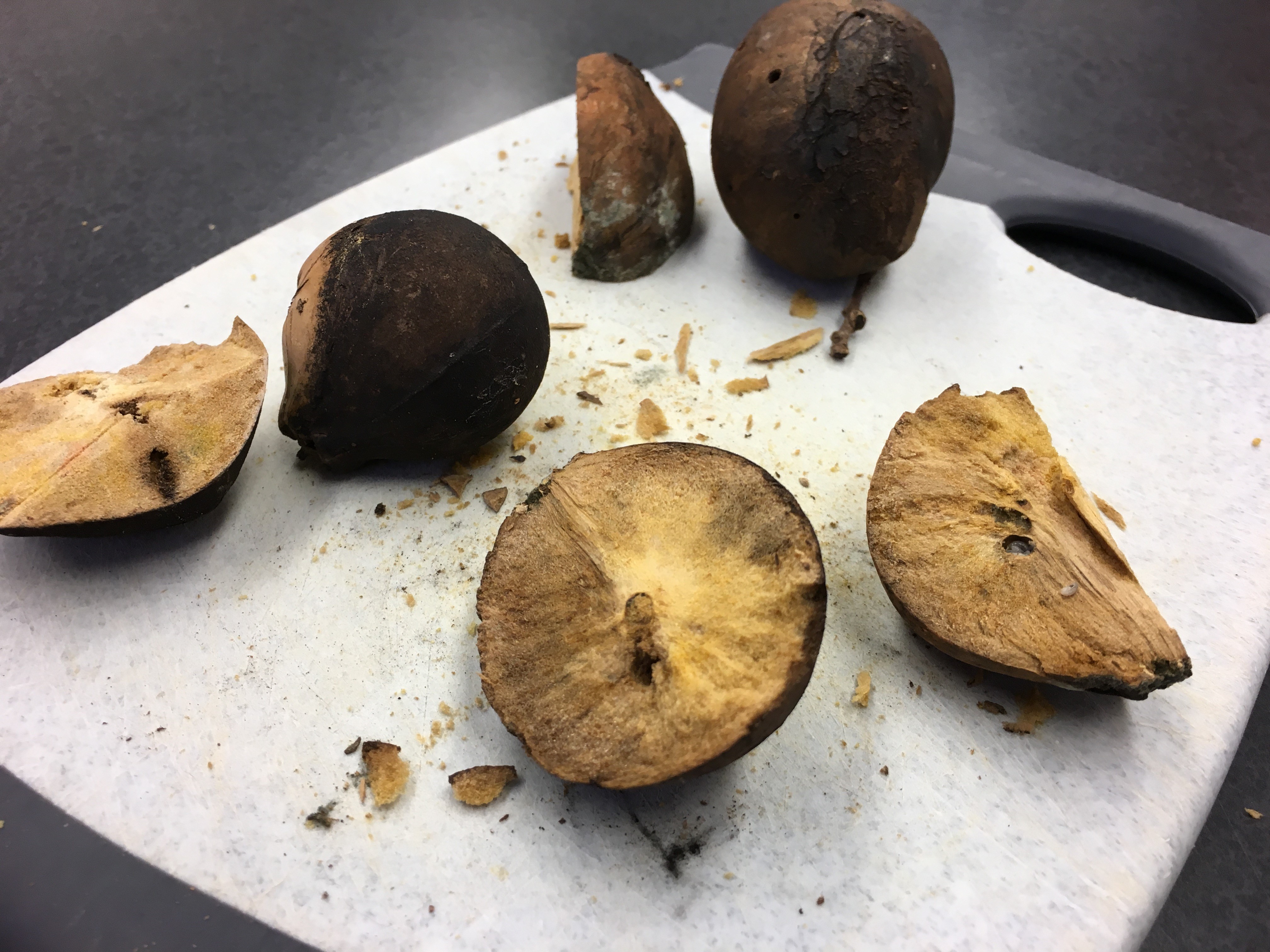 Sliced open "oak apples" reveal how the growths act is incubators for wasp larvae. They're later used by spiders as habitats, providing protection from predators and the elements. Greg Watry/UC Davis 