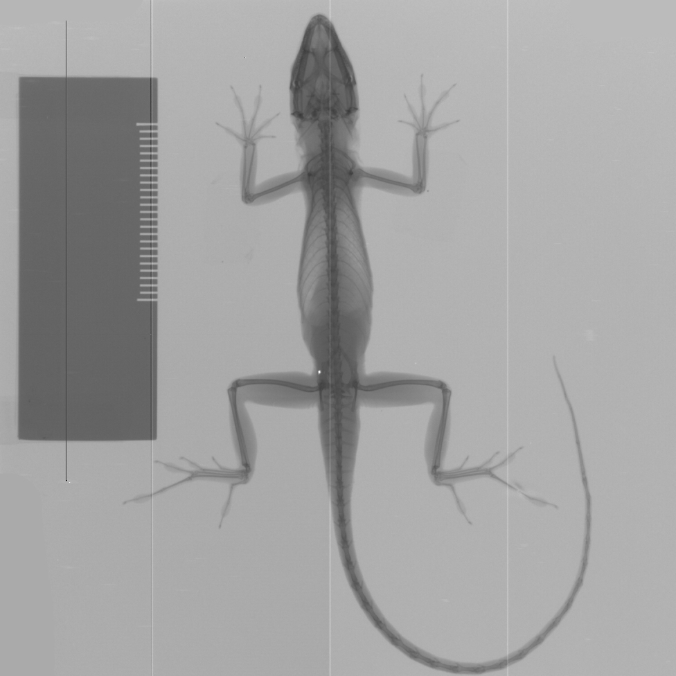 Brown anole x-ray 