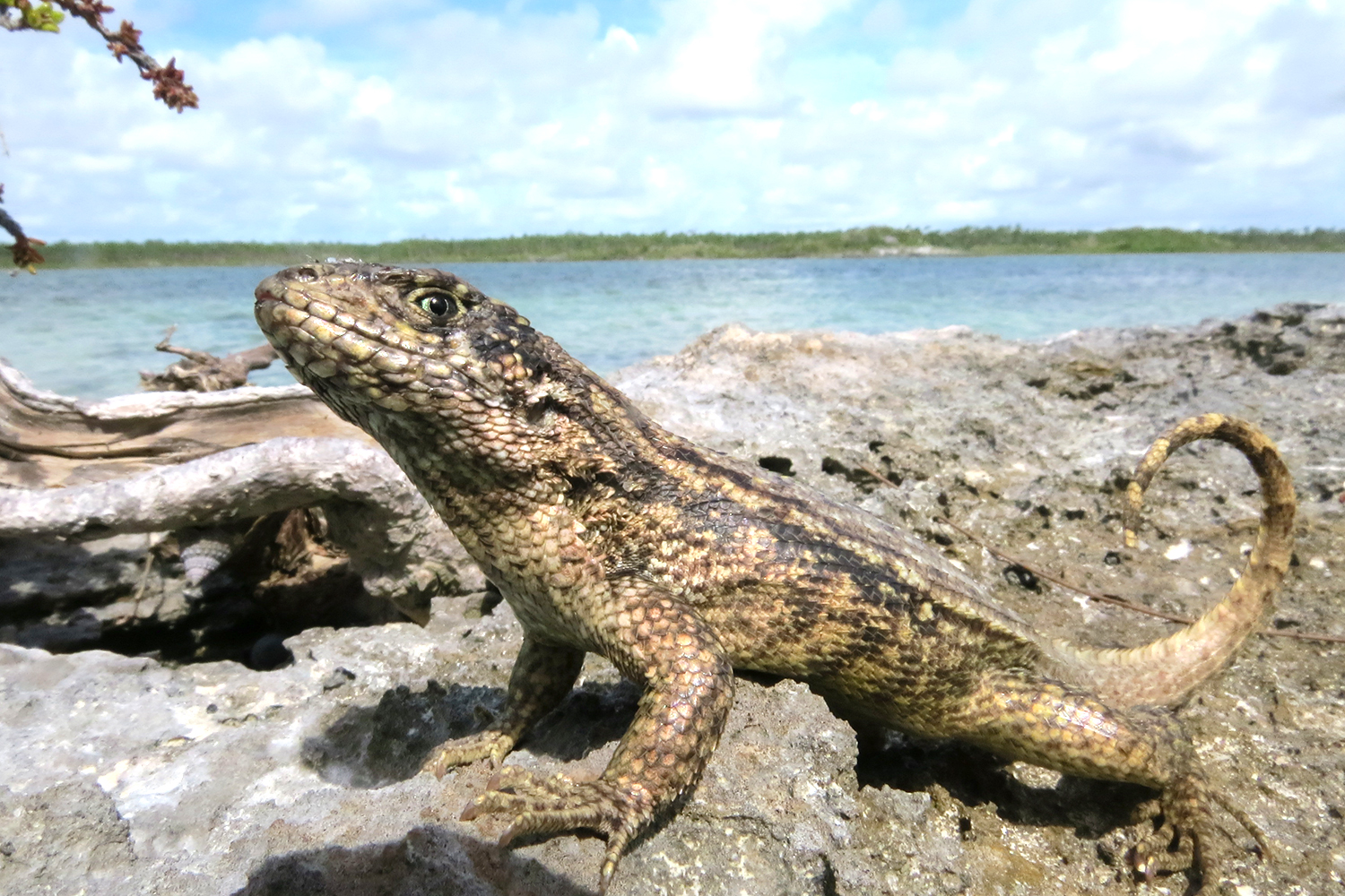 The curly-tail lizard (Leiocephalus carinatus).