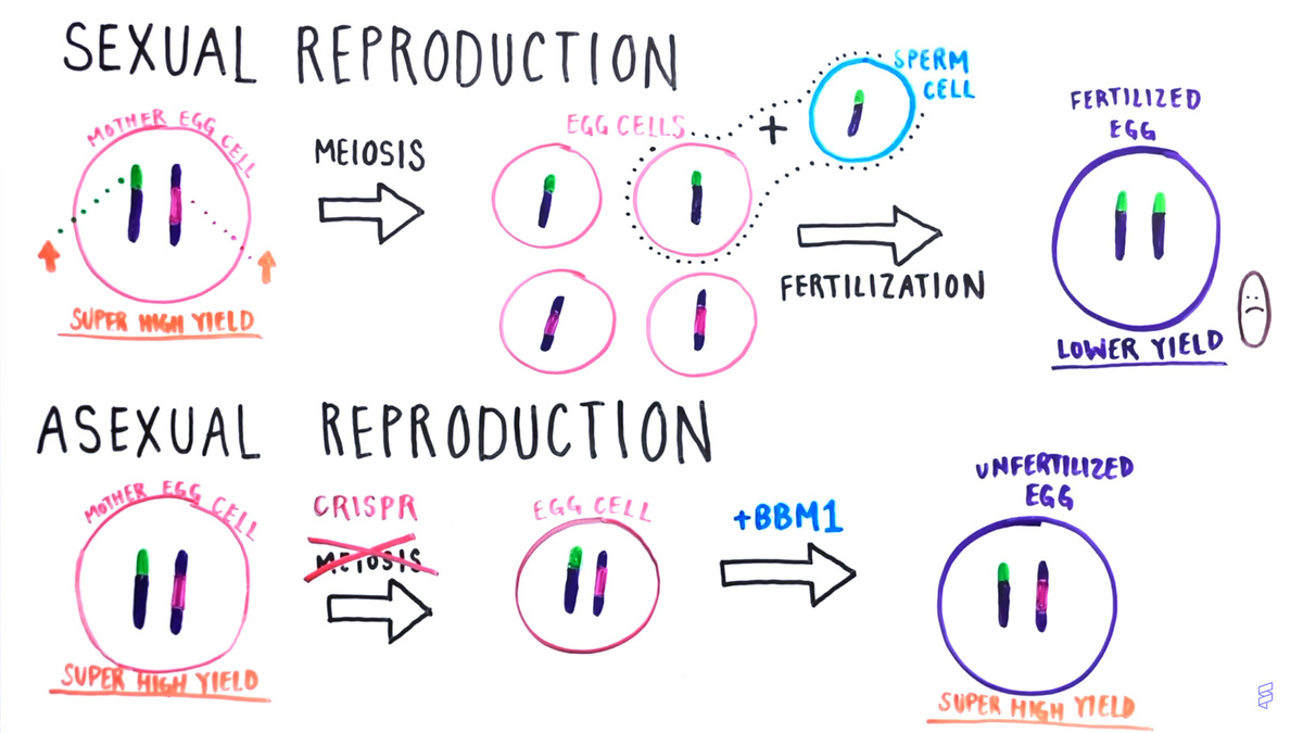 Reproduction graphic