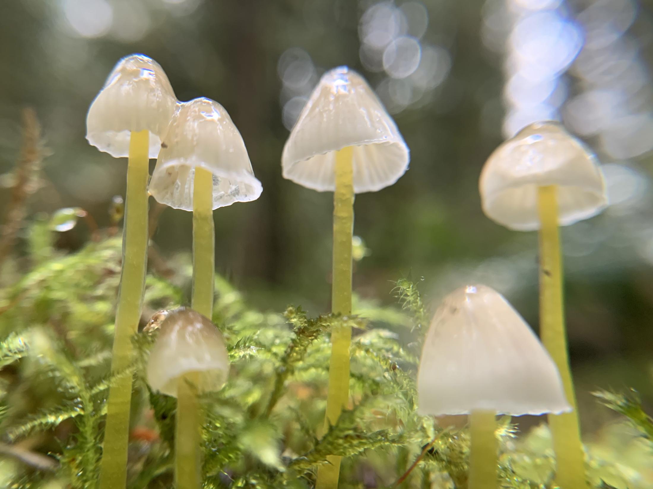 Yellow Leg Bonnet