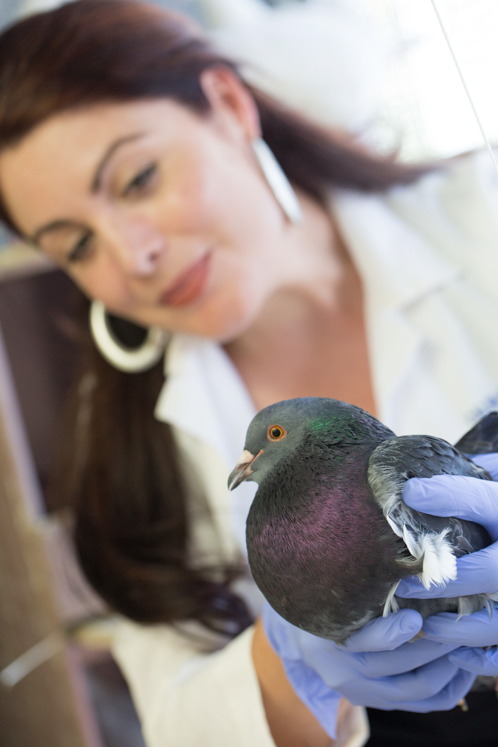 Assistant Professor Rebecca Calisi, Department of Neurobiology, Physiology and Behavior, analyzes toxins in pigeons to better understand how the birds can provide insight into environmental pollution levels in human populations. David Slipher/UC Davis