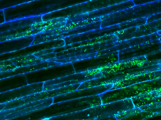 Surface of a rice root with attached soil bacteria visualized by fluorescent probes. The green dots are bacterial cells, and the blue lines are plant cell walls. Alana Firl