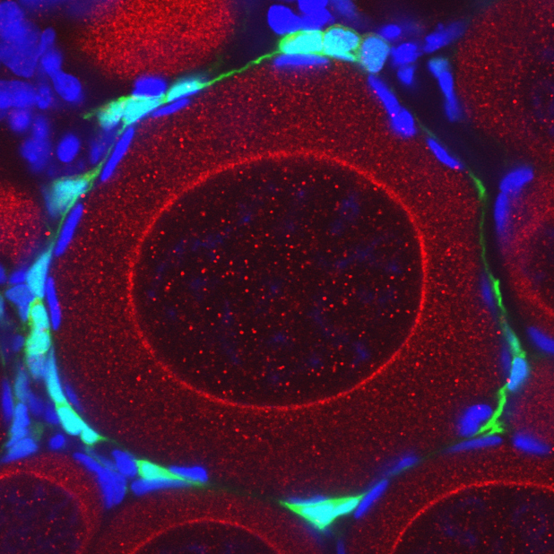 Confocal microscope image of a transgenic (cyp19a1a:egfp) ovary. Oocyte (stained red) are surrounded by estrogen-producing theca cells (stained green). All nuclei are stained blue. Dr. Daniel Dranow