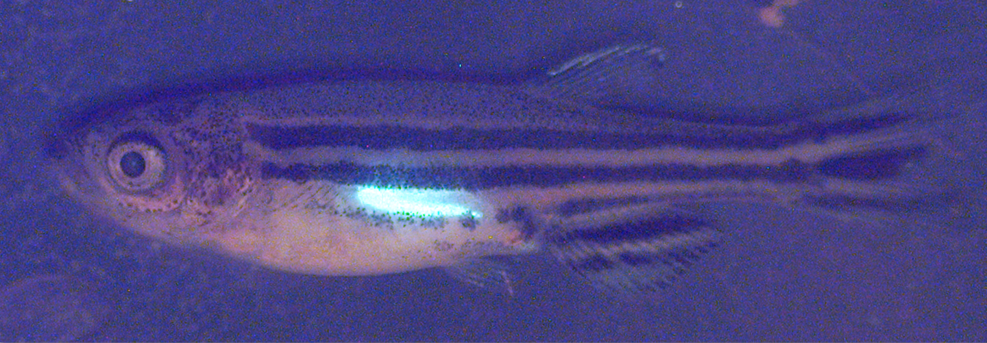 A live, 35-day old, transgenic (ziwi:EGFP) juvenile zebrafish expresses green fluorescent protein in all germ cells. Bruce Draper