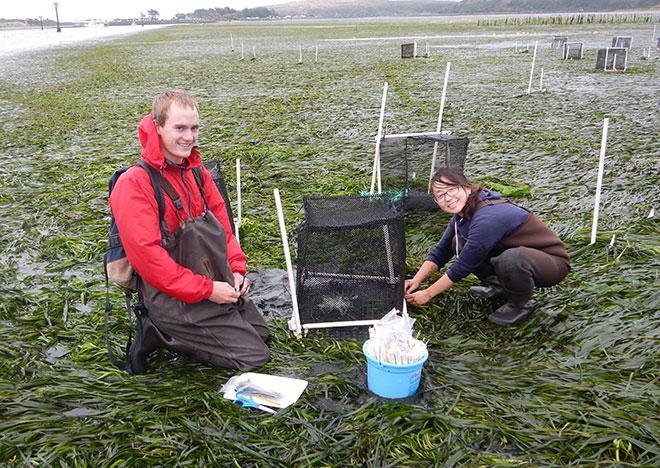 Grace Ha and Jim Freed, a student at Santa Rosa Junior College, deploy Ha's experiment on cryptic coloration and predation in eelgrass at the UC Davis Bodega Marine Laboratory