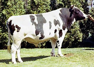Pawnee Farm Arlinda Chief was one of the most prolific bulls in the history of Holstein cattle breeding.