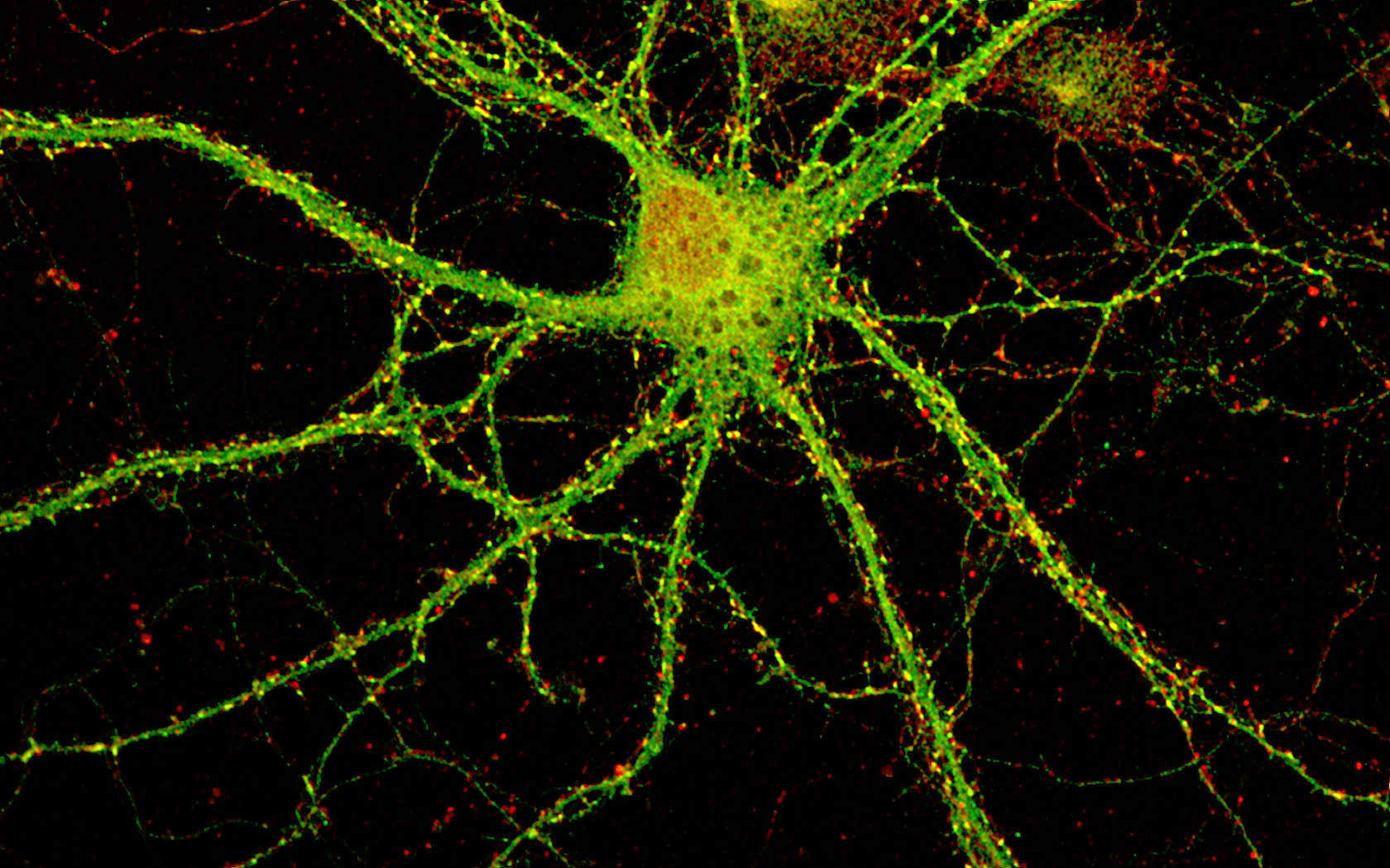 A single neuron