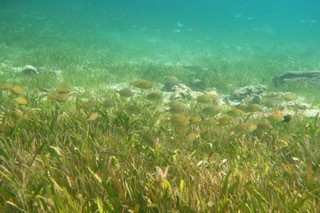 A school of rabbitfish in seagrass. Rabbitfish depend on seagrasses for habitat and food and are prized for their flavor. Christine Sur
