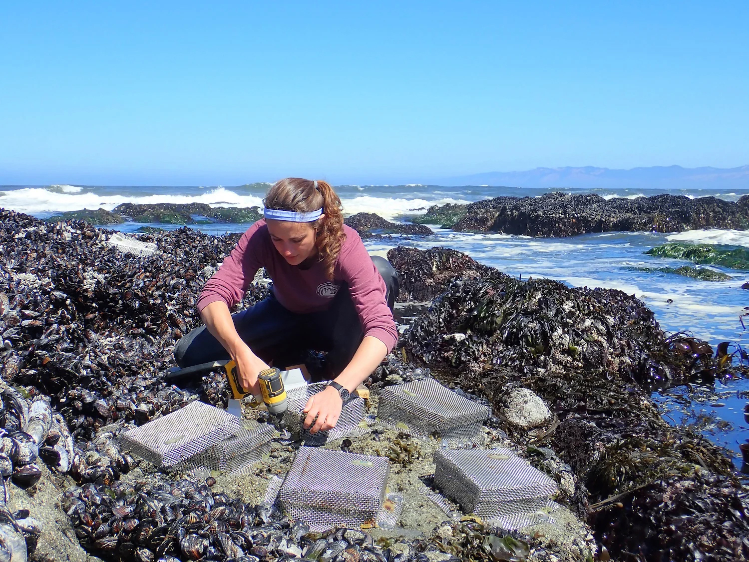 Female student examining specimens in a coastal setting