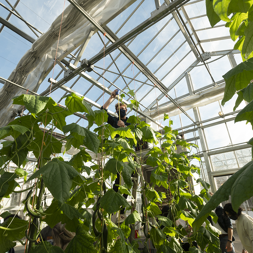Researcher in greenhouse