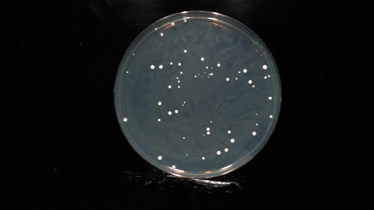 Closeup of yeast in a petri dish