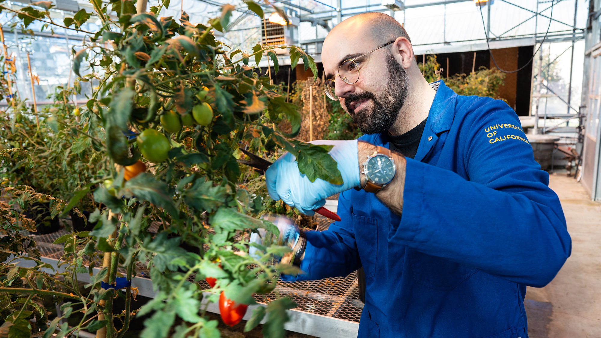 Alex Cantó-Pastor, a postdoctoral scholar working with Siobhan Brady, used mutant tomato plants to understand suberin’s role in drought tolerance. (TJ Ushing/UC Davis) 