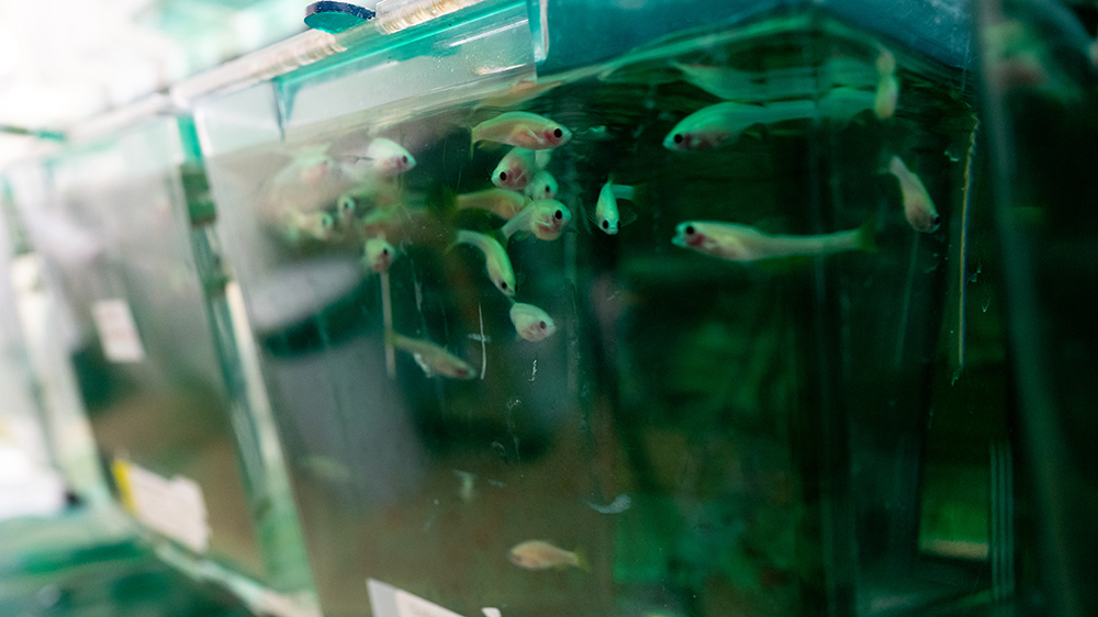 Whit zebrafish in green plastic aquarium