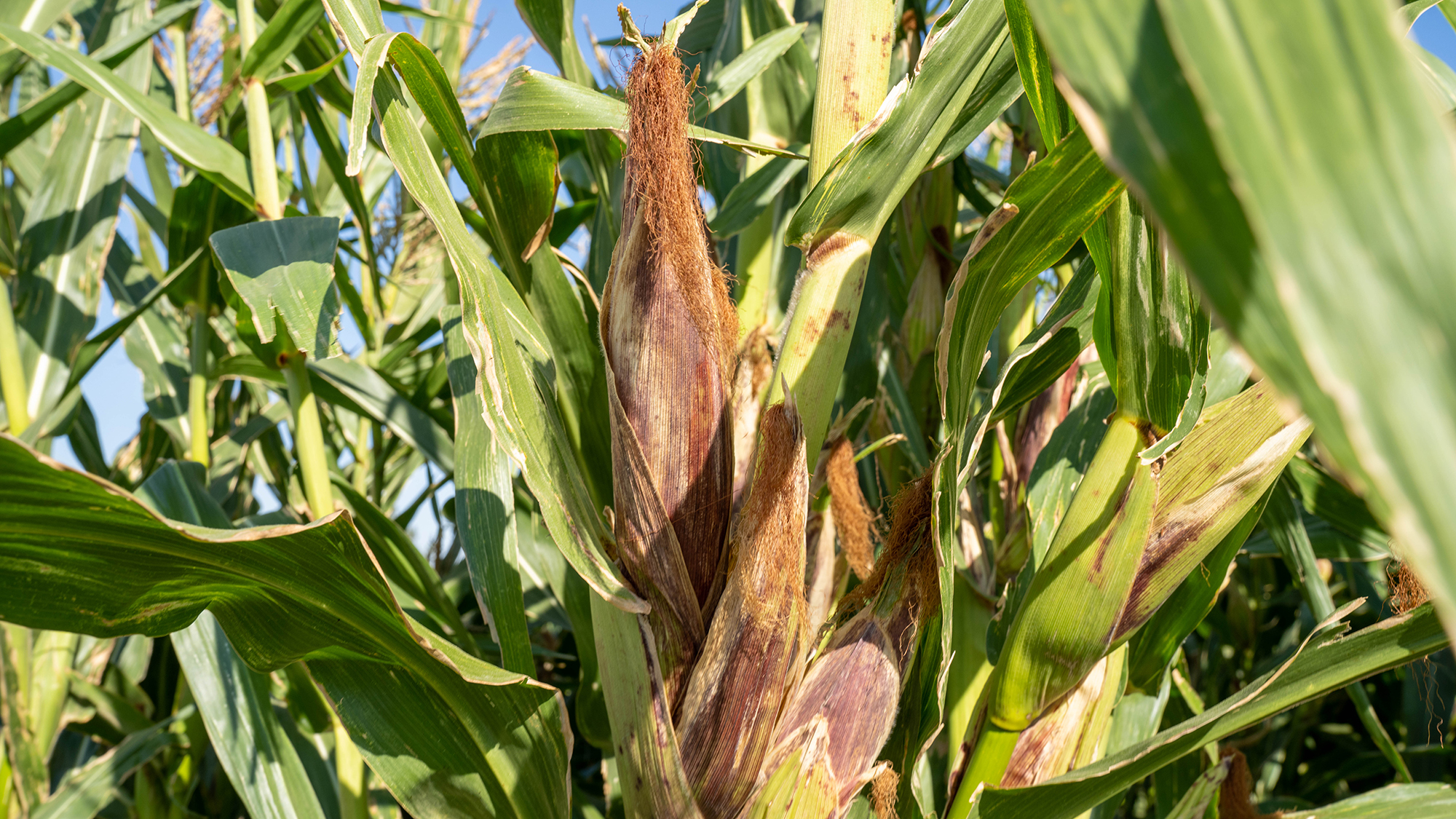 Closeup shot of a maize plant