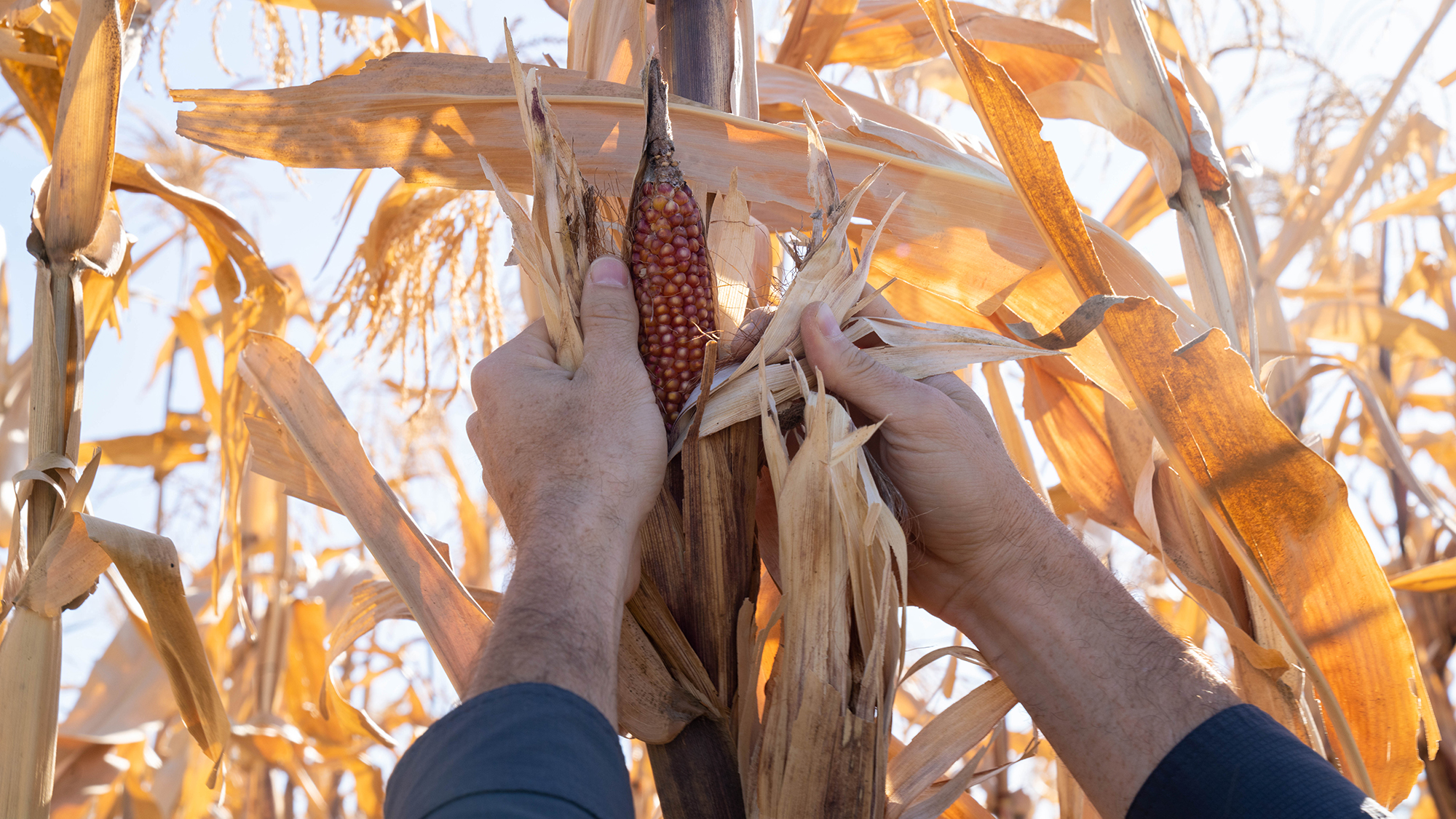 Dry maize being examined on the stalk