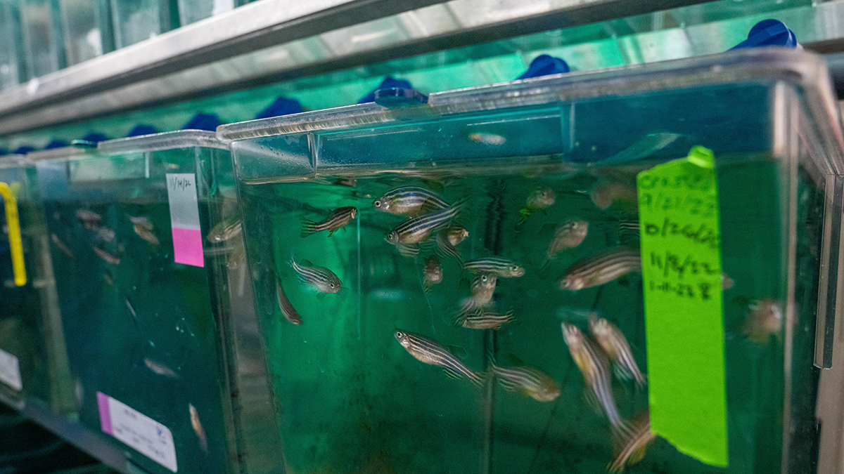 Zebrafish are well-suited for studying the reproductive effects of chemicals because unlike mammals, their sex is not determined by special X or Y chromosomes. Instead, it is determined, in part, by environmental cues. 