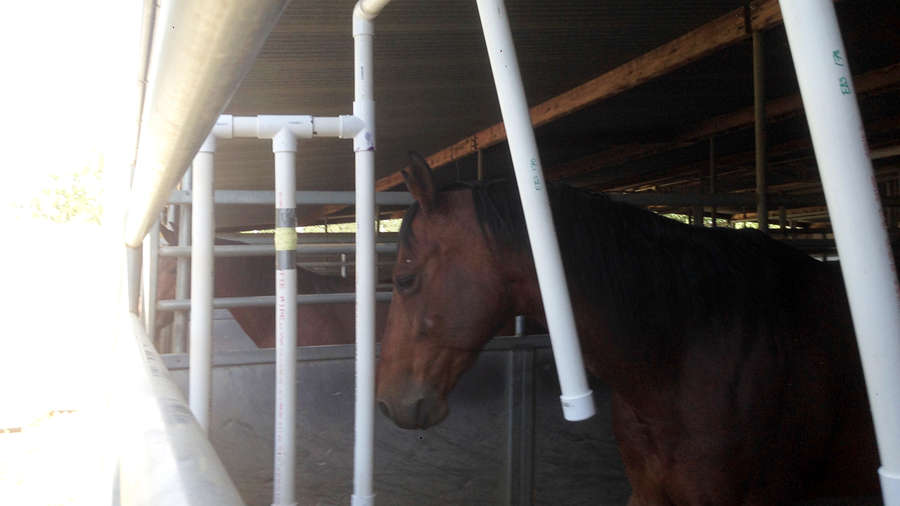 Horse standing in the device made out of PVC pipe