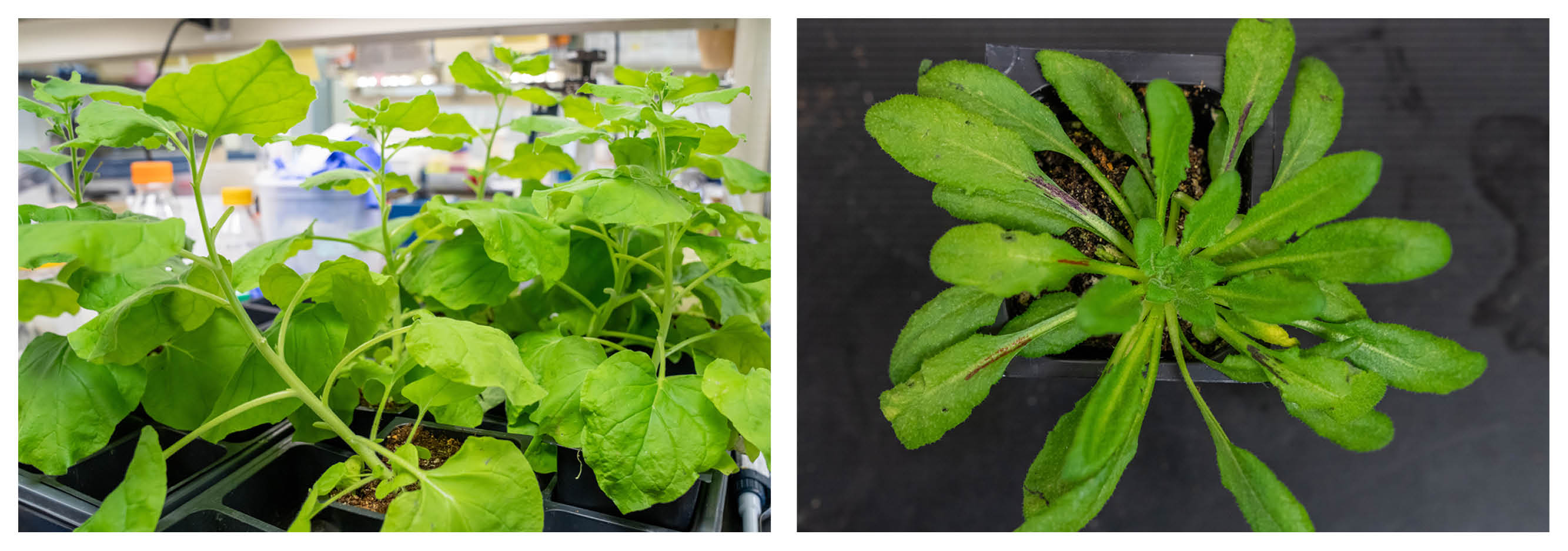 Tobacco and Arabidopsis plants side-by-side