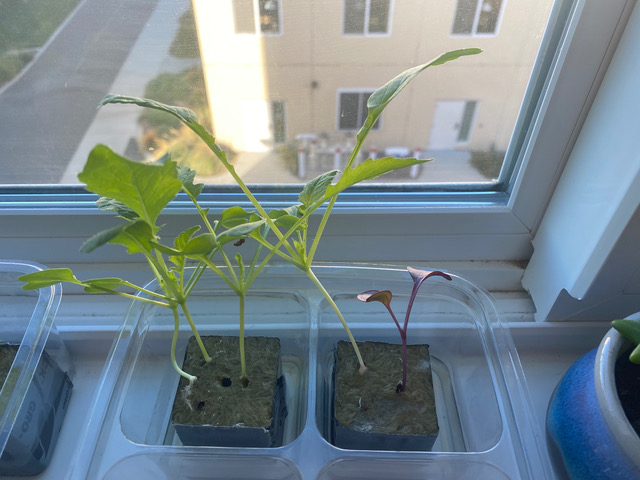 Two plants grown in a tray