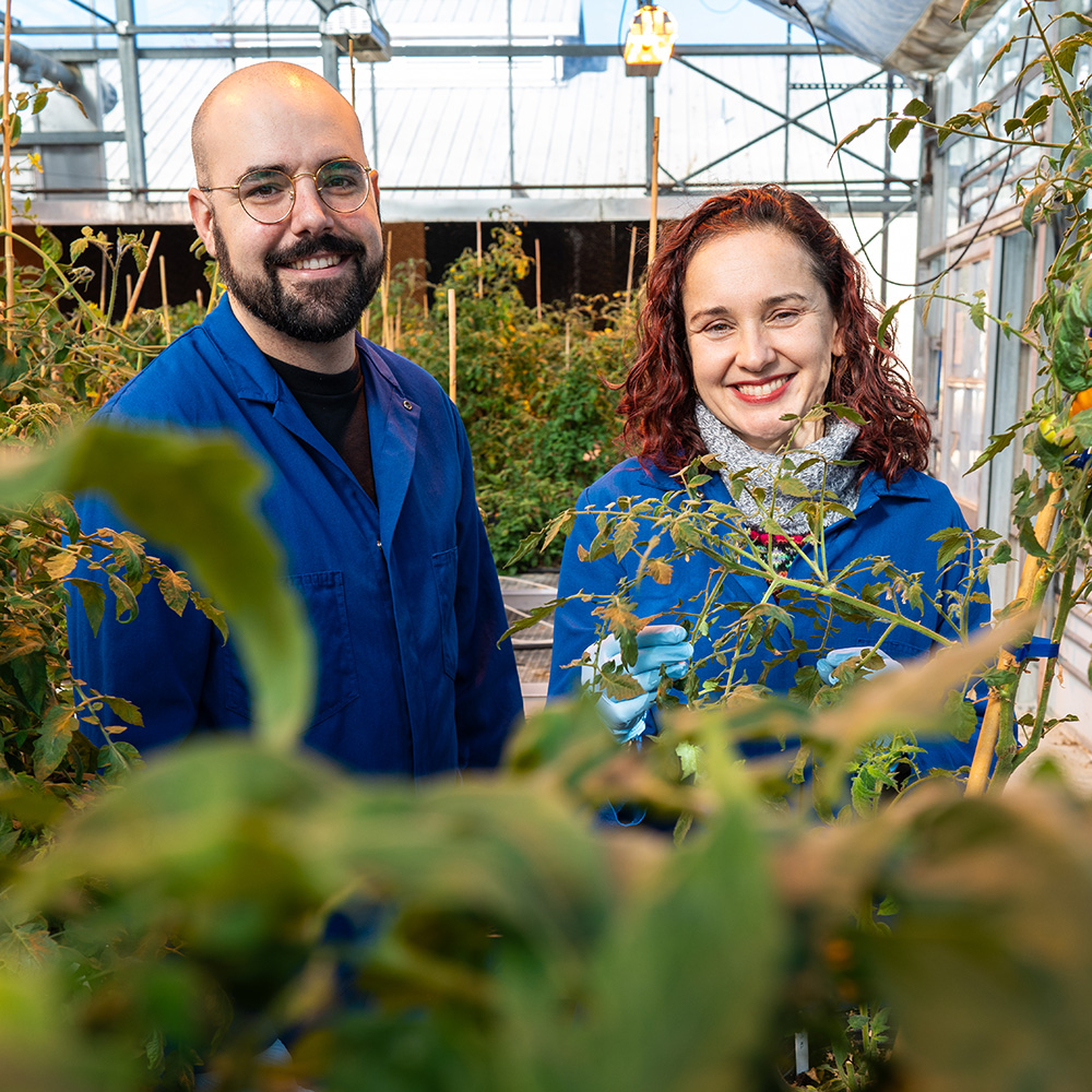 Male and female researcher in blue lab coats in greenhouse with tomato plants