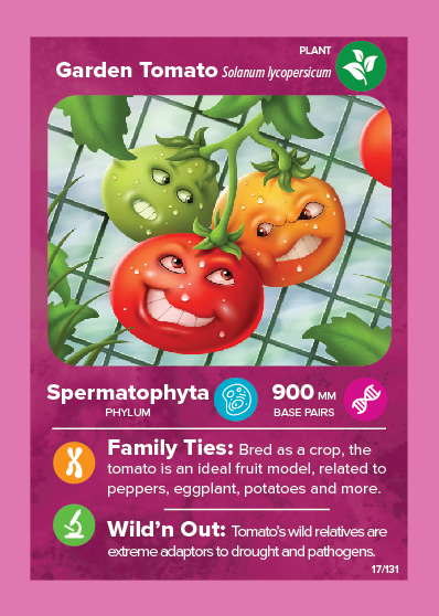 Tomato playing card
