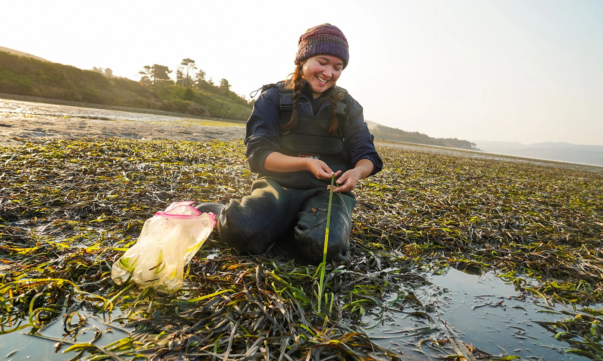 Undergraduate Malia Reiss examines eelgrass in Tomales Bay. (Karin Higgins/UC Davis)