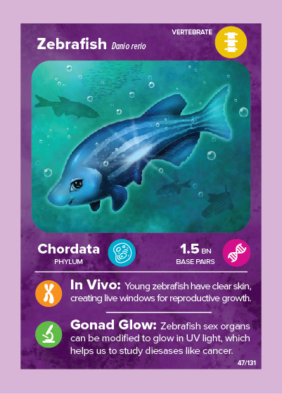 Zebrafish card