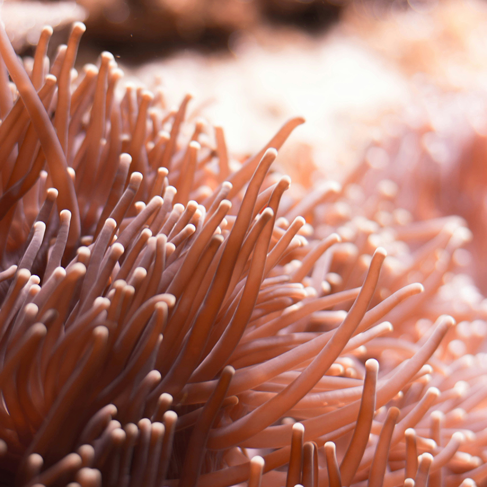 Closeup shot of a sea anemone