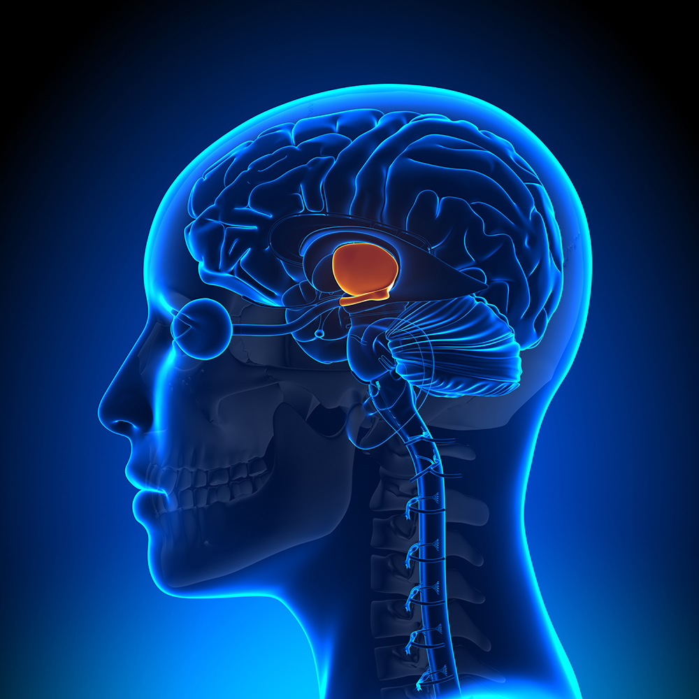 Researchers now suspect the thalamus may be a critical coordinator of our thoughts and perceptions – and pivotal in human disease. (Shutterstock)