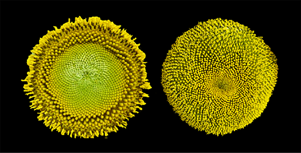 Sunflower comparison