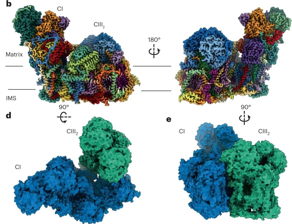Rendering of 3-dimensional proteins 