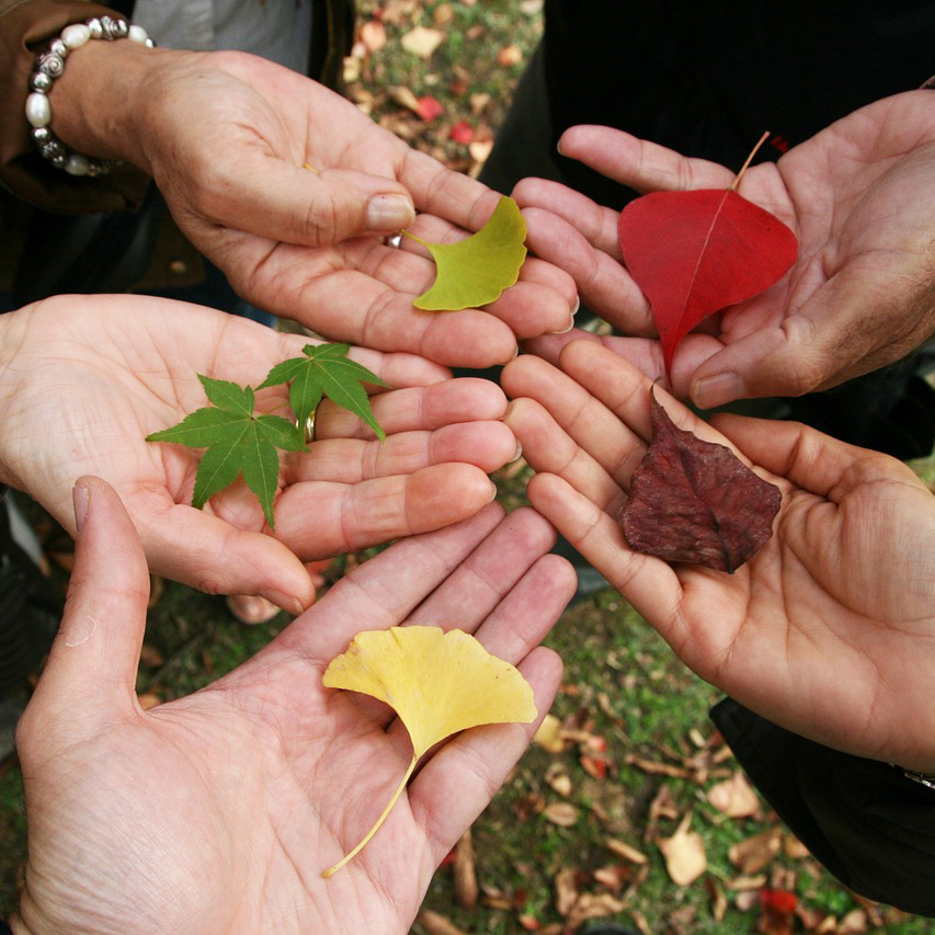 A circle of hands holding leaves of different colors.