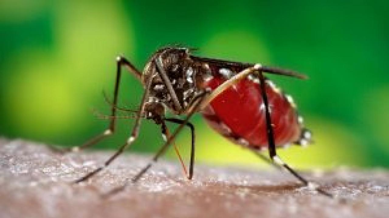 Aedes aegypti carries dengue, yellow fever, Zika and other viruses. (CDC photo)