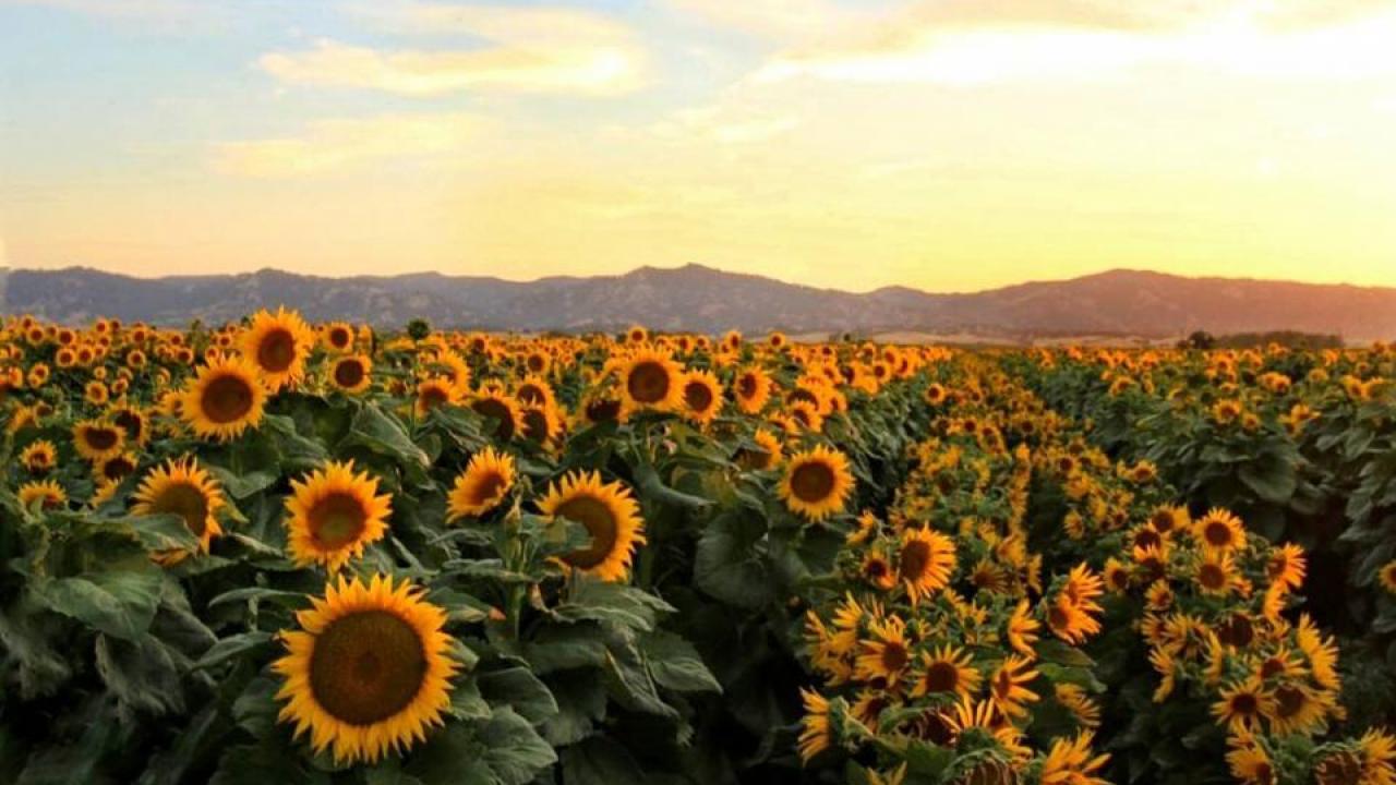 Sunflowers near the UC Davis campus. New campus research shows how sunflowers use their circadian clock to anticipate the dawn and follow the sun across the sky during the day. (Chris Nicolini, UC Davis)