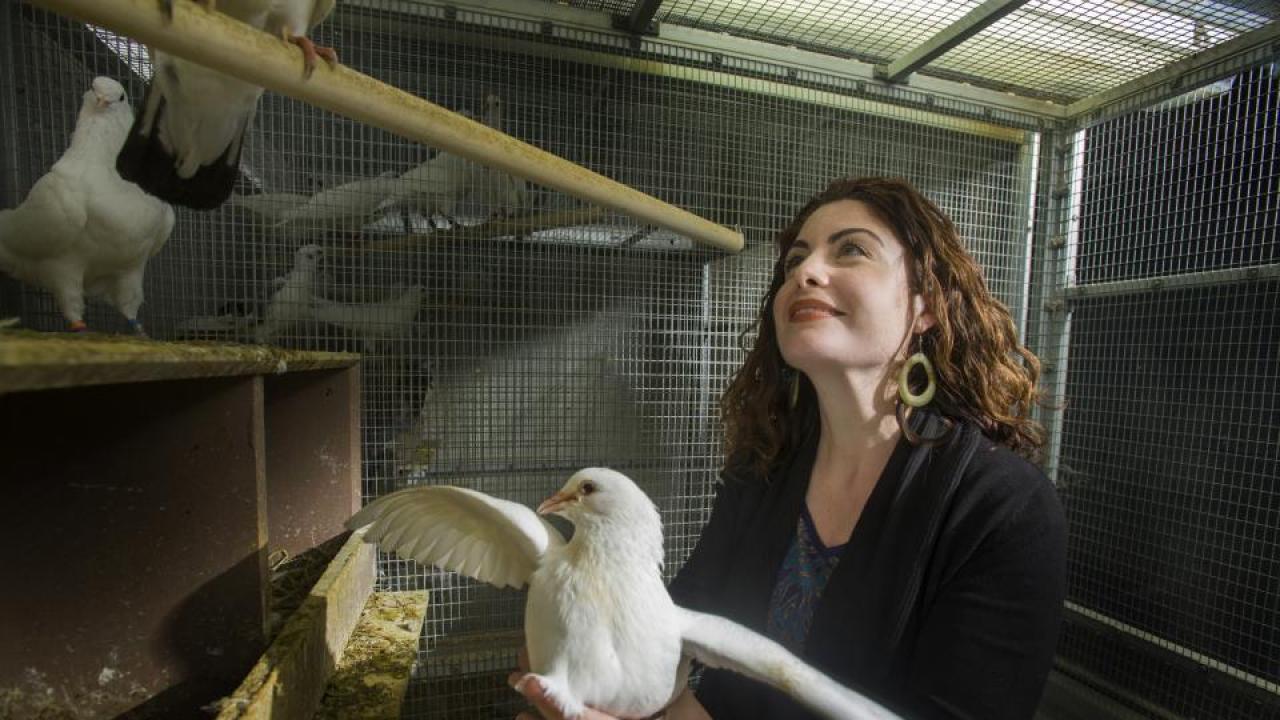 Rebecca Calisi, assistant professor in the Department of Neurobiology, Physiology and Behavior, is working with pigeons (also known as rock doves) to study physiological differences between males and females. Her work is addressing pervasive sex bias in scientific studies. (Gregory Urguiaga/UC Davis)