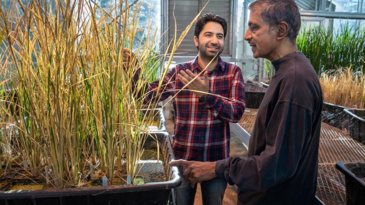 Postdoc Imtiyaz Khanday and Professor Venkatesan Sundaresan with cloned rice plants in a UC Davis greenhouse