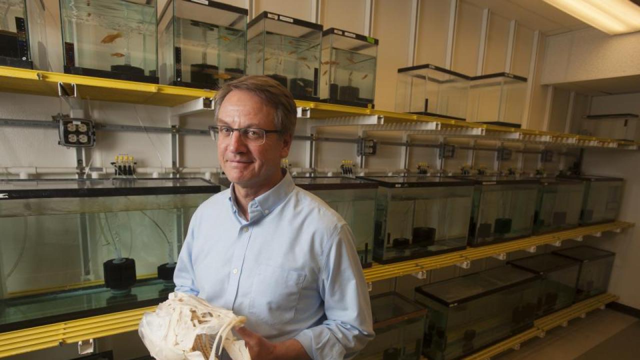 Professor Peter Wainwright, winner of the 2017 Faculty Research Lecture award, studies the biomechanics of fish feeding and how it relates to the evolution and ecology of fish. (Gregory Urquiaga, UC Davis)