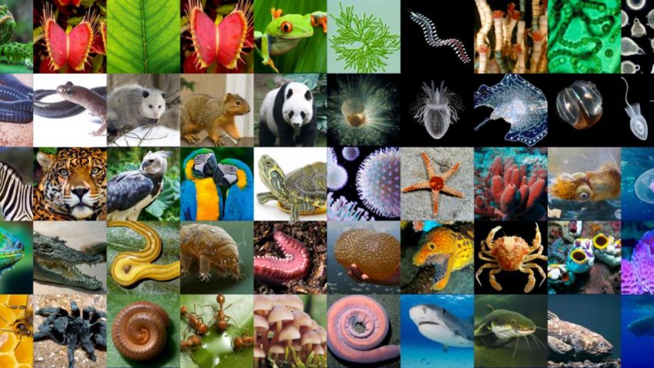 The Earth BioGenome Project aims to sequence the DNA of all known eukaryotic species on Earth, a massive group that includes plants, animals, fungi and other organisms. Image credit: Juan Carlos Castilla-Rubio of Space Time Ventures.