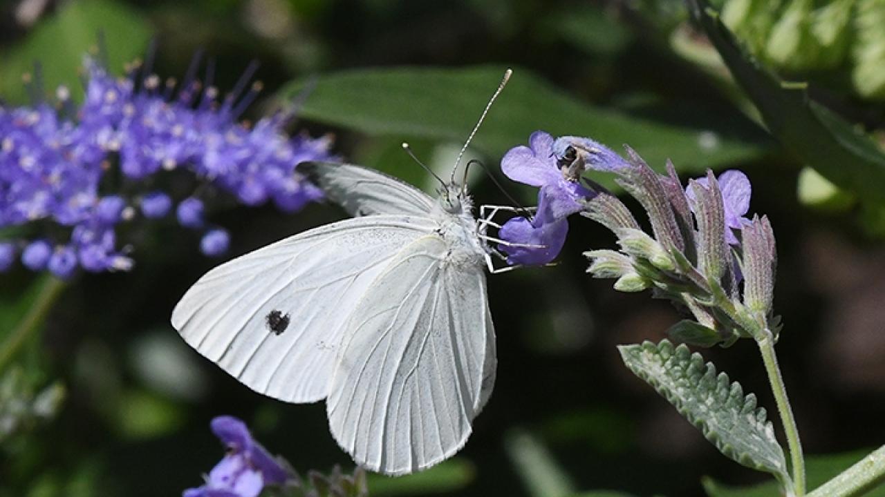 A cabbage white butterfly, Pieris rapae, nectaring on catmint in Vacaville, Calif. Photo by Kathy Keatley Garvey   