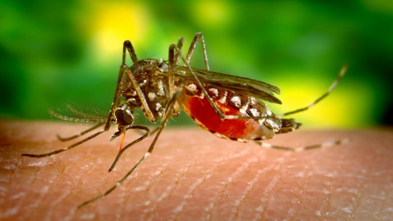 Deet mosquito hotsell