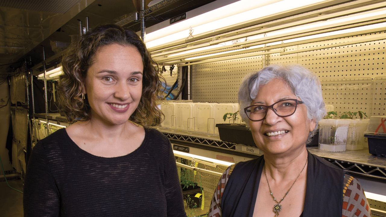 College of Biological Sciences Associate Professor Siobhan Brady and Professor Neelima Sinha in the Department of Plant Biology research and refine successful plant traits.  David Slipher