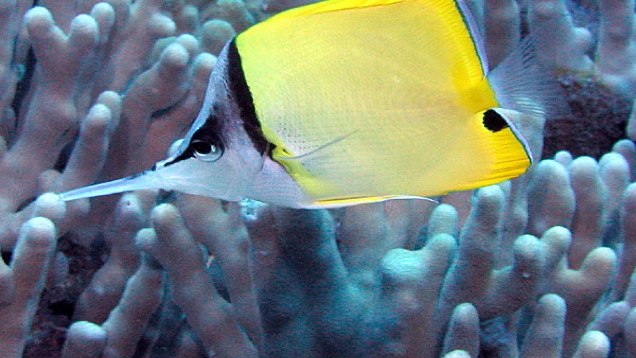 A Longnose Butterflyfish