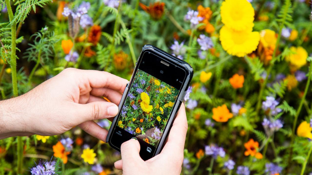 Phone and flowers