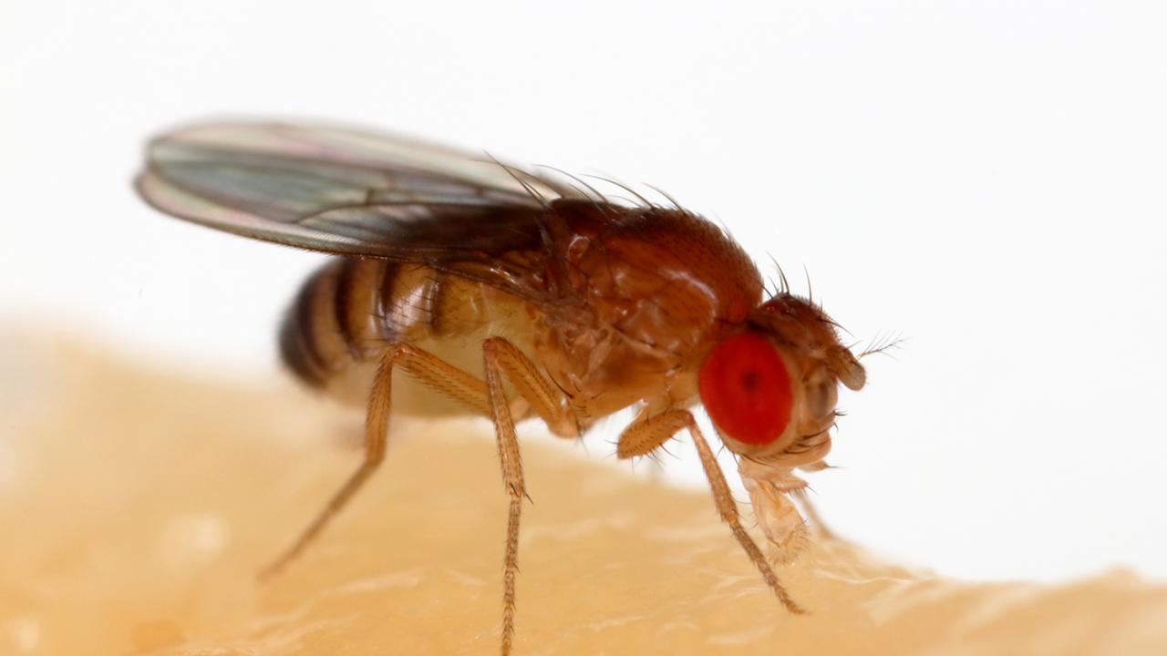 Drosophila melanogaster. Sanjay Acharya