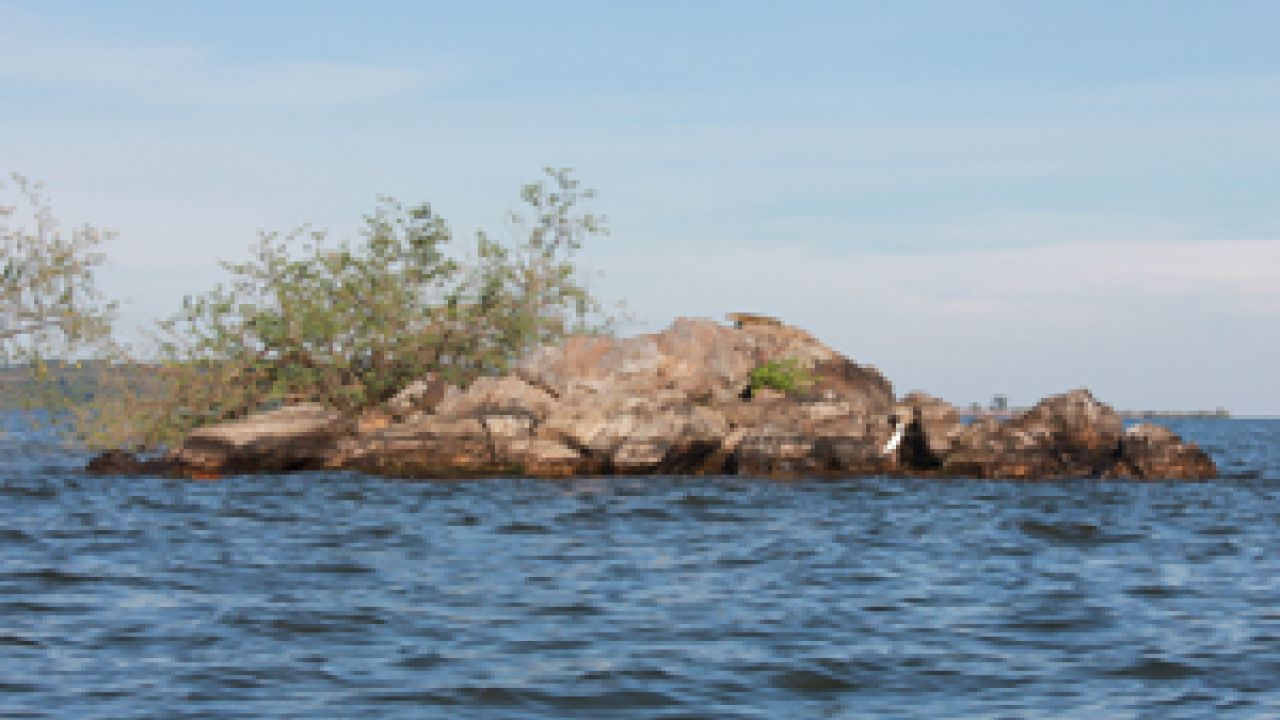 The rocky reefs of Lake Victoria host many cichlids, but few fish-eating species survive.